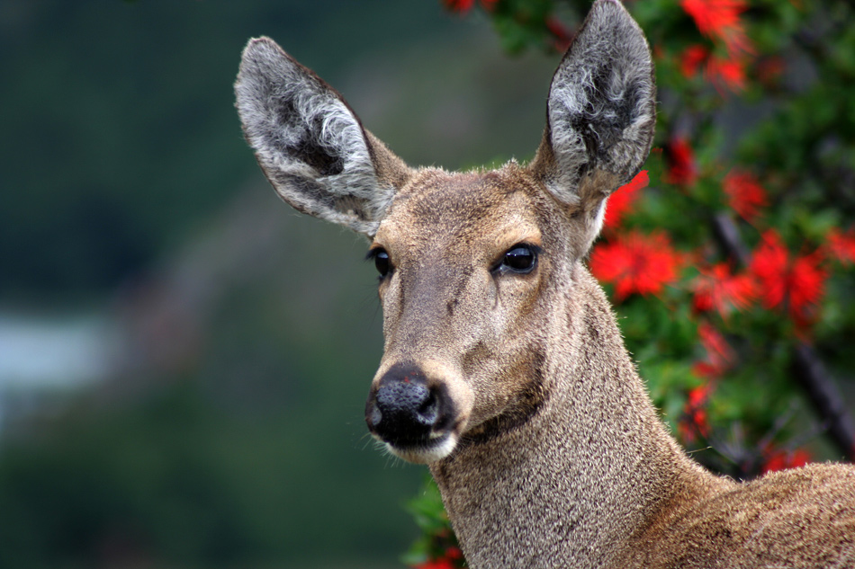 Female huemul