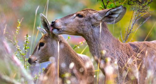 Female huemul with her fawn